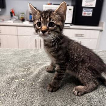 Domestic Short Hair Cats Available for Adoption in Riverside, California - Tartar Sauce | PetCurious