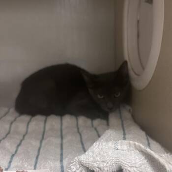Ramero -  Domestic Short Hair Cat for Adoption in Yuma, Arizona - Ramero | PetCurious
