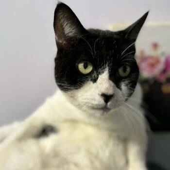 Domestic Short Hair Cats Available for Adoption in Washington, North Carolina - Leo | PetCurious