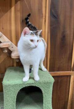 Alice -  Domestic Short Hair Cat for Adoption in Blountville, Tennessee - Alice | PetCurious