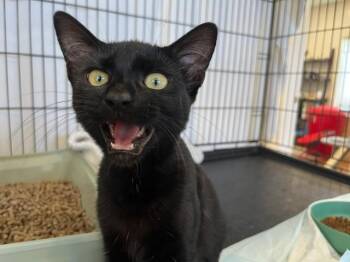 Rescue Domestic Short Hair Cats for Adoption in Eagle Point, Oregon - Ms. Harley Davison She Has A Awesome Video. | PetCurious