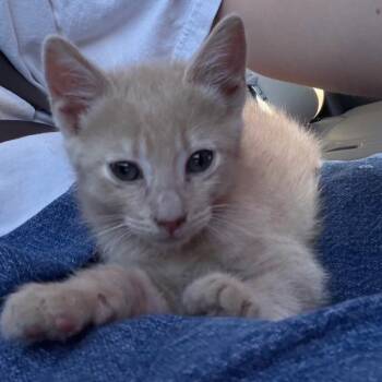 BF - Blondie -  Domestic Short Hair Cat for Adoption in Arizona City, Arizona - BF - Blondie | PetCurious