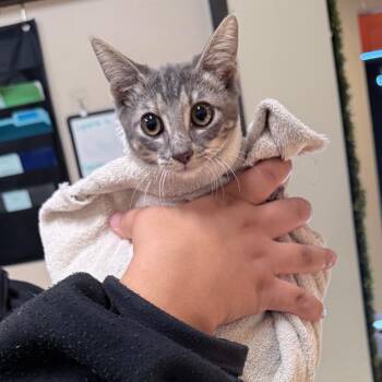 Sparkle -  Domestic Short Hair Cat for Adoption in League City, Texas - Sparkle | PetCurious