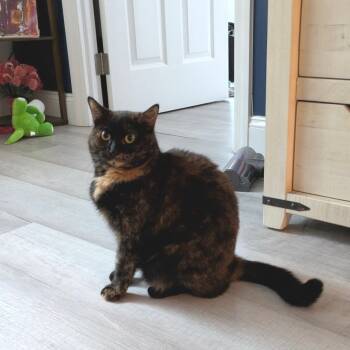 Rescue Domestic Short Hair Cats for Adoption - Anna 3 | PetCurious