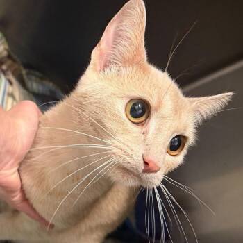 Flo -  Domestic Short Hair Cat for Adoption in Naperville, Illinois - Flo | PetCurious