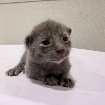 Atlas -  Domestic Short Hair Cat for Adoption in Tampa, Florida - Atlas | PetCurious