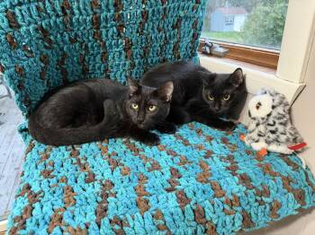 Nox & Sutton (bonded kittens) -  Domestic Short Hair Cat for Adoption in Brighton, New York - Nox & Sutton (bonded Kittens) | PetCurious