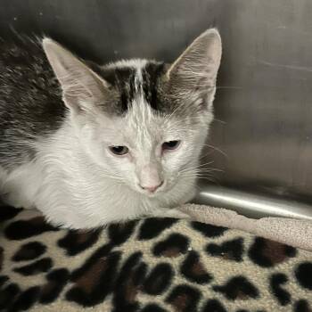 Jude -  Domestic Short Hair Cat for Adoption in Naperville, Illinois - Jude | PetCurious