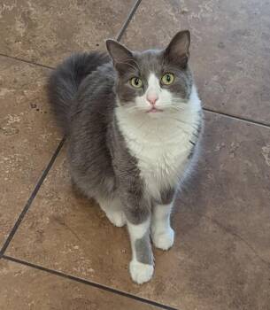 Banana -  Domestic Medium Hair Cat for Adoption in Phoenix, Arizona - Banana | PetCurious