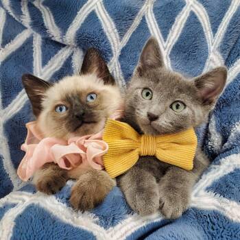 Roman & Helvetica -  Siamese and Domestic Short Hair Cat Available for Adoption in Ottawa, Illinois - Roman & Helvetica | PetCurious