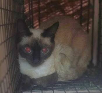 Jazz -  Siamese Cat for Adoption in New Braunfels, Texas - Jazz | PetCurious