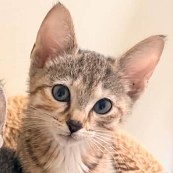 Donald -  Domestic Short Hair Cat for Adoption in Titusville, Florida - Donald | PetCurious