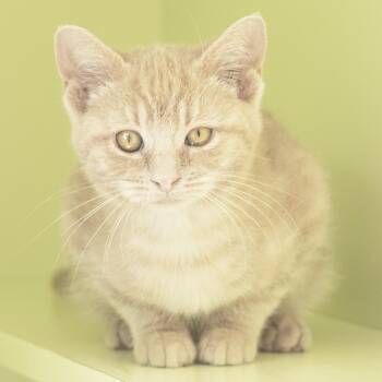 Oogie Boogie -  Domestic Short Hair Cat for Adoption in Pontiac, Michigan - Oogie Boogie | PetCurious