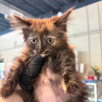 Burdette -  Domestic Long Hair Cat for Adoption in Huntington, West Virginia - Burdette | PetCurious
