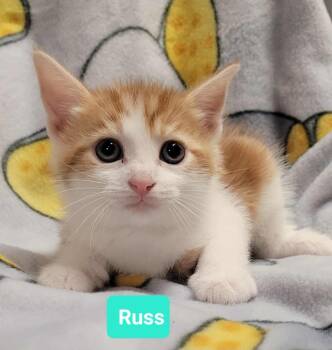 Rescue Domestic Short Hair Cats for Adoption in Richmond, Indiana - Russ | PetCurious