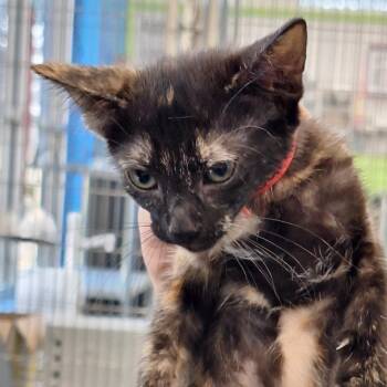 Fauna -  Domestic Short Hair Cat for Adoption in Montgomery, Alabama - Fauna | PetCurious