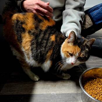 Domestic Short Hair Cats Available for Adoption - Hazel | PetCurious