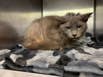 Domestic Medium Hair and Domestic Short Hair Cats Available for Adoption in Grand Prairie, Texas - LOLA | PetCurious