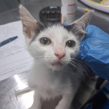 Yuki -  Domestic Short Hair Cat for Adoption in Summerville, South Carolina - Yuki | PetCurious