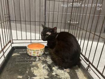 MARS -  Domestic Medium Hair Cat for Adoption in Ocala, Florida - MARS | PetCurious
