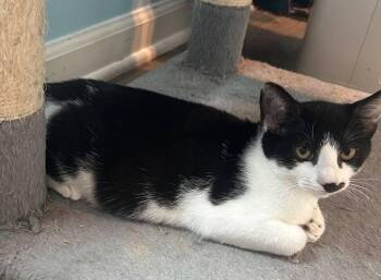 Suki -  Domestic Short Hair Cat for Adoption in Skippack, Pennsylvania - Suki | PetCurious