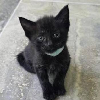 Appaloosa -  Domestic Short Hair Cat for Adoption in West Palm Beach, Florida - Appaloosa | PetCurious