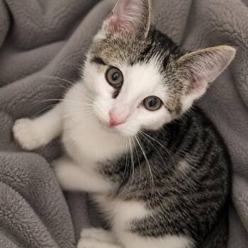 Andy -  Tabby Cat for Adoption in Andover, Minnesota - Andy | PetCurious