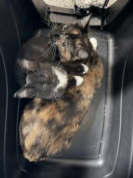 Wilma -  Domestic Short Hair Cat for Adoption in The Woodlands, Texas - Wilma | PetCurious