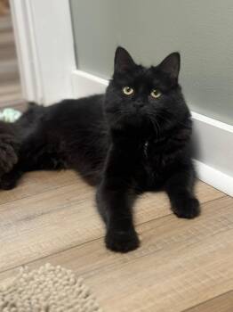 Trixie Sailor -  Domestic Long Hair Cat for Adoption in Mount Laurel Township, New Jersey - Trixie Sailor | PetCurious