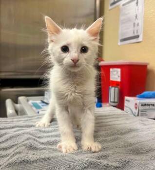 CIRRUS -  Domestic Short Hair Cat for Adoption in Fort Myers, Florida - CIRRUS | PetCurious