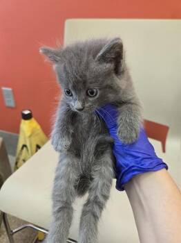 CELESTE -  Domestic Short Hair Cat for Adoption in Louisville, Kentucky - CELESTE | PetCurious