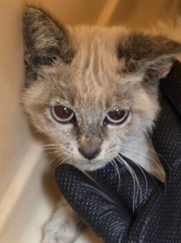 Rescue Siamese Cats for Adoption in Stockton, California - A363746 | PetCurious