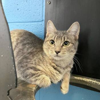 Rescue Domestic Short Hair Cats for Adoption in Carencro, Louisiana - Fever Pitch | PetCurious