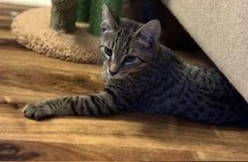 Fernando -  Domestic Short Hair Cat for Adoption in Lemoyne, Pennsylvania - Fernando | PetCurious