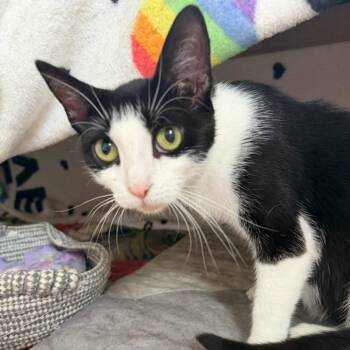 Queenie -  Domestic Short Hair Cat for Adoption in East Hanover, New Jersey - Queenie | PetCurious