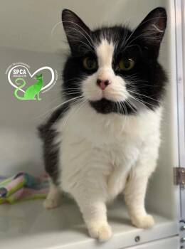 Nestine -  Domestic Medium Hair Cat for Adoption in Delson, Quebec - Nestine | PetCurious