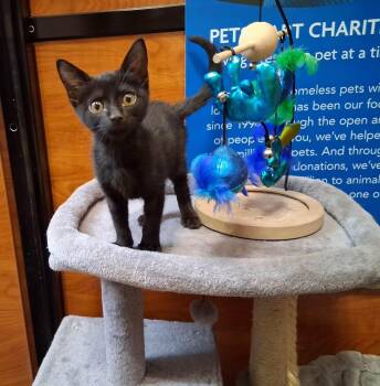 Kit-Kat -  Domestic Short Hair Cat for Adoption in Rowlett, Texas - Kit-Kat | PetCurious