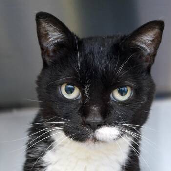 Lucy -  Domestic Short Hair Cat for Adoption in Sanford, Florida - Lucy | PetCurious