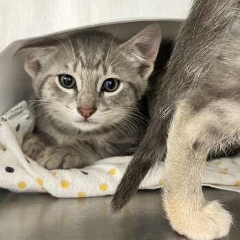 River -  Domestic Short Hair Cat for Adoption in Oneonta, New York - River | PetCurious