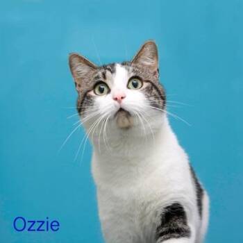 Domestic Short Hair Cats Available for Adoption in Parma, Ohio - Ozzie | PetCurious