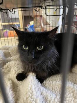 Rescue Domestic Medium Hair Cats for Adoption in Portland, Indiana - Nevada | PetCurious