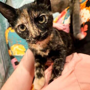 Phoebe -  Domestic Short Hair Cat for Adoption in Fairfax Station, Virginia - Phoebe | PetCurious