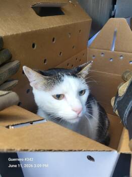 CAPTAIN JACK -  Domestic Short Hair Cat for Adoption in San Antonio, Texas - CAPTAIN JACK | PetCurious