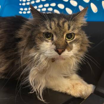 Domestic Long Hair Cats Available for Adoption in York, Pennsylvania - Clover McFloof | PetCurious