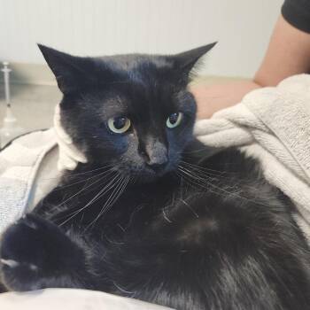 Domestic Short Hair Cats Available for Adoption - Echo | PetCurious