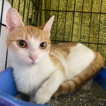 Rescue Domestic Short Hair Cats for Adoption in Fall River, Massachusetts - Chuset | PetCurious