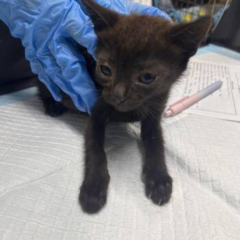 Boom -  Domestic Short Hair Cat for Adoption in Summerville, South Carolina - Boom | PetCurious
