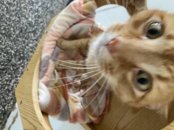 Big Cheese -  American Shorthair Cat Available for Adoption in Mckenzie, Tennessee - Big Cheese | PetCurious