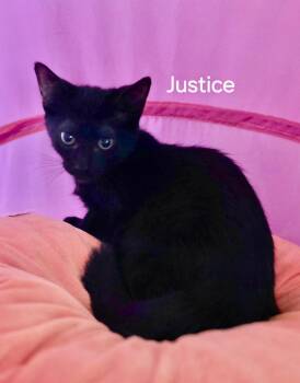 Justice -  Domestic Short Hair Cat for Adoption in Oviedo, Florida - Justice | PetCurious