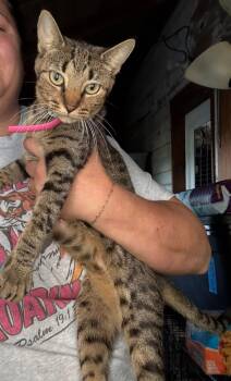 Rescue American Shorthair Cats for Adoption in Kentwood, Louisiana - Shirley | PetCurious